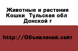 Животные и растения Кошки. Тульская обл.,Донской г.